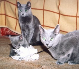 котенок, кот и кошка породы русская голубая