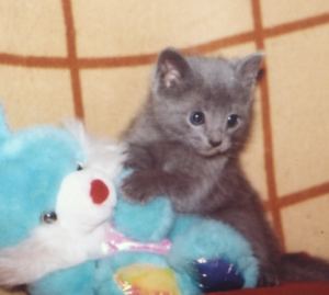 Русские голубые котята из питомника Blue Bell